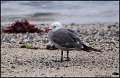 _0SB3991heermanns gull